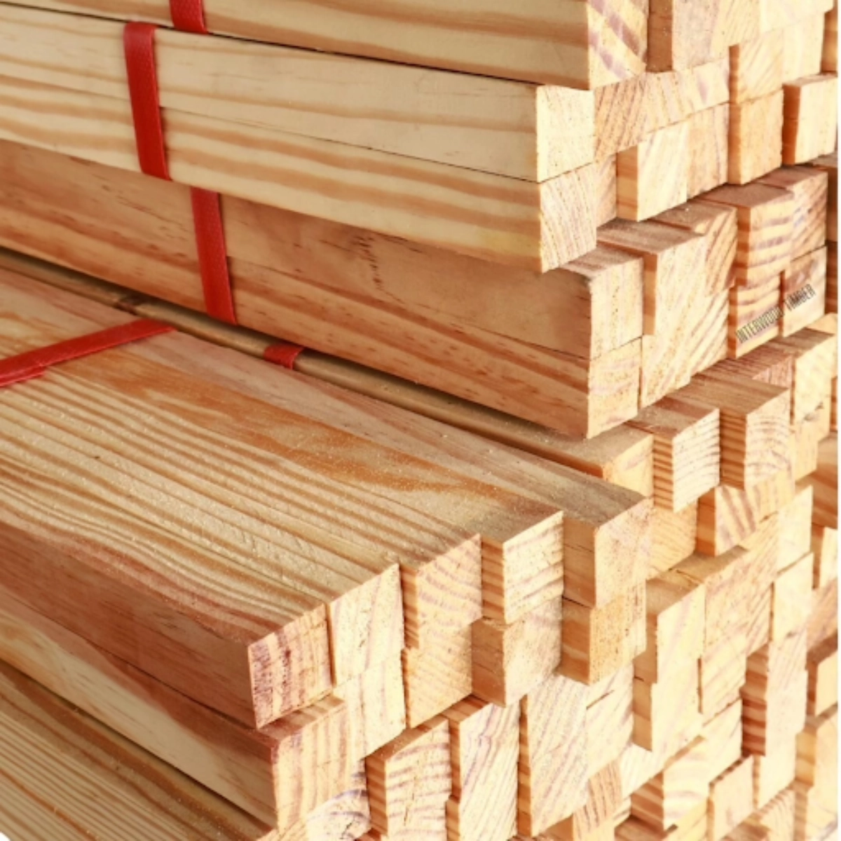 ไม้สนบราซิล